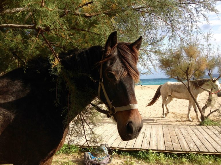 Ibiza Valley Horse