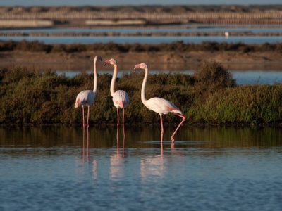 The flamingos in the Ses Salines Natural Park