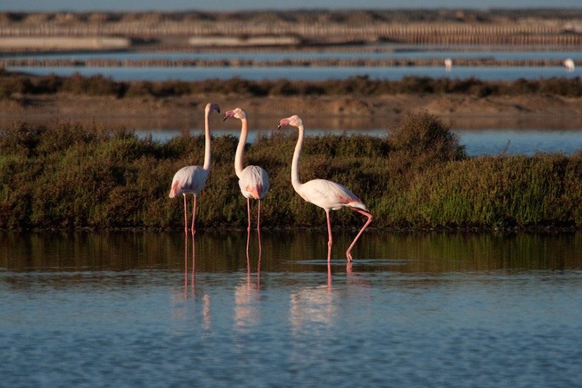 The Flamingos In The Ses Salines Natural Park Purenatureibiza the-flamingos-in-the-ses-salines-natural-park-purenatureibiza