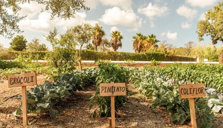 Greenhouse at Casa Maca